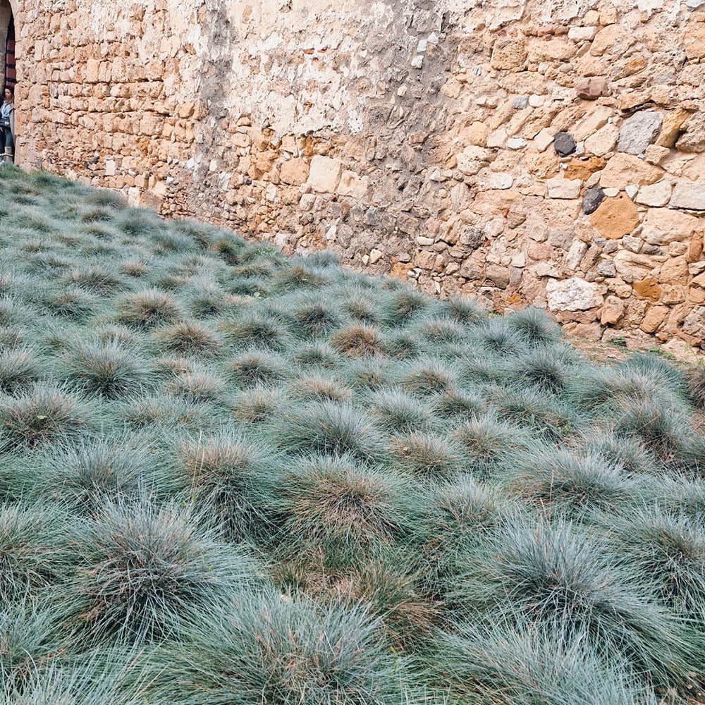 Festuca Glauca (Iarba Albastra) Elijah Blue