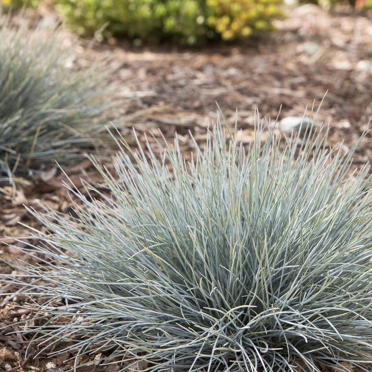Festuca Glauca (Iarba Albastra) Elijah Blue