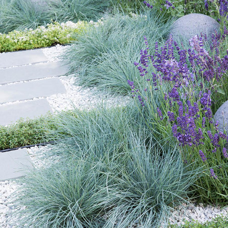 Festuca glauca (Iarba albastra) Intens Blue, 30/+ cm inaltime, in ghiveci de 3L