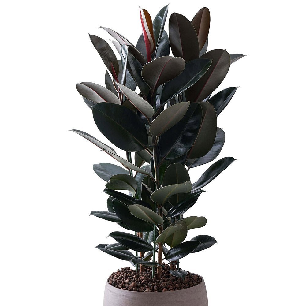 Ficus Abidjan - 110 cm