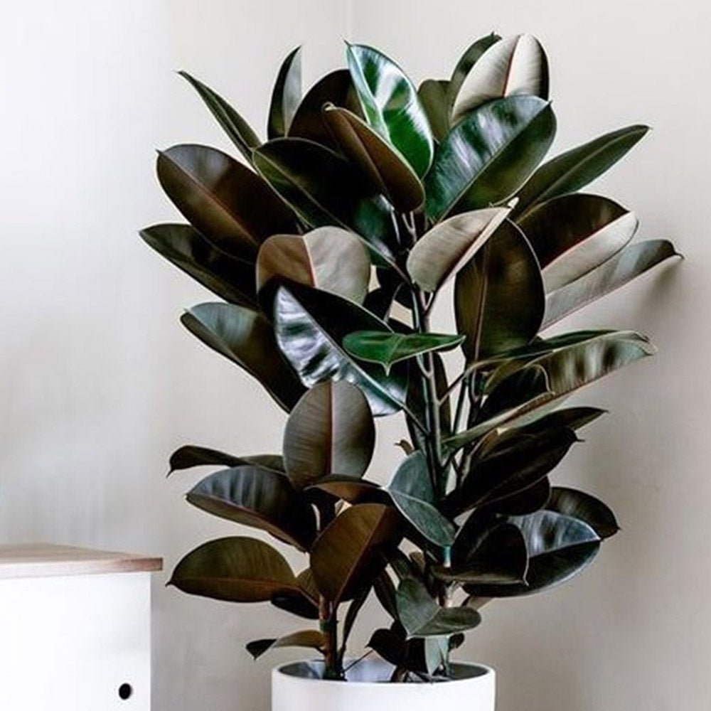 Ficus Abidjan - 110 cm