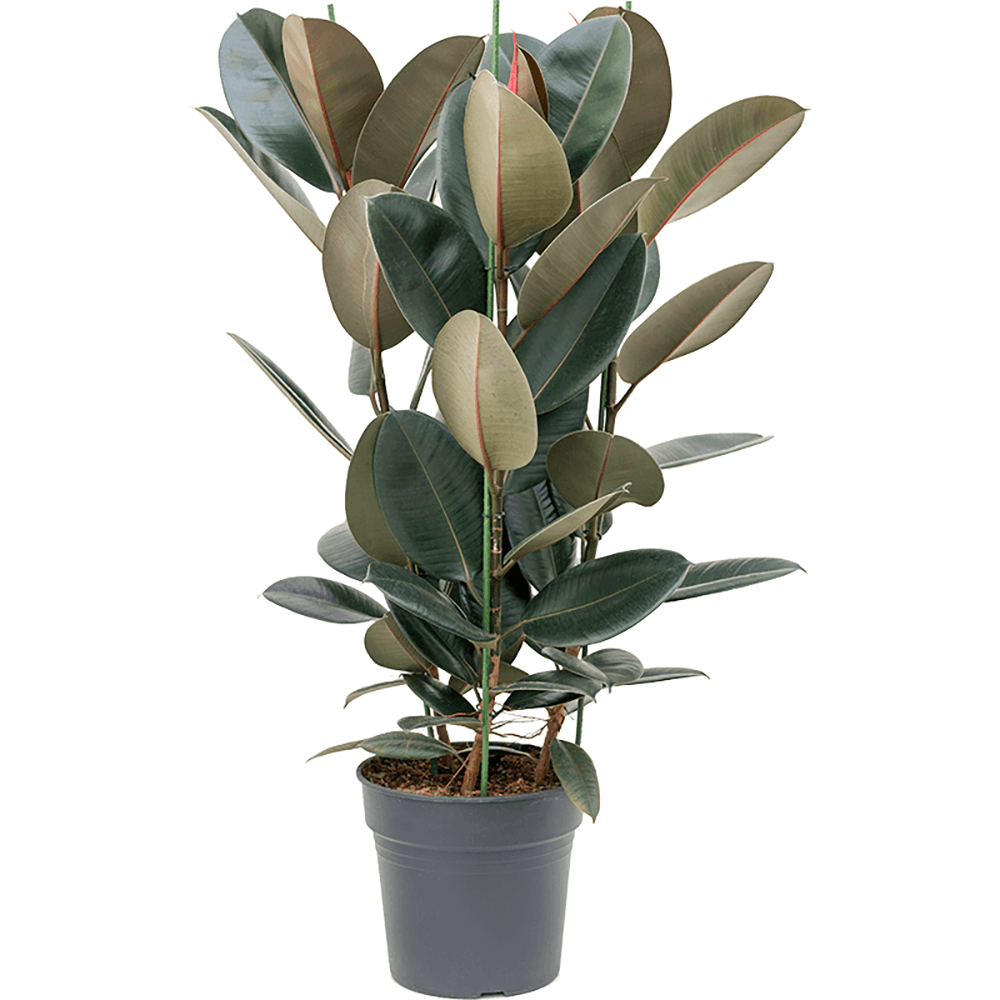 Ficus Abidjan - 110 cm