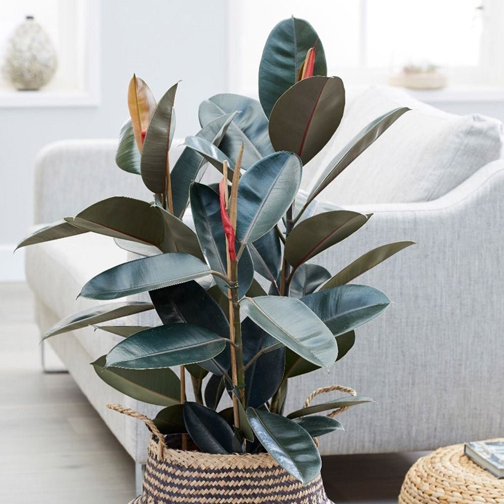 Ficus Abidjan - 110 cm