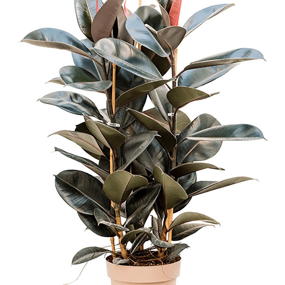 Ficus Abidjan - 110 cm
