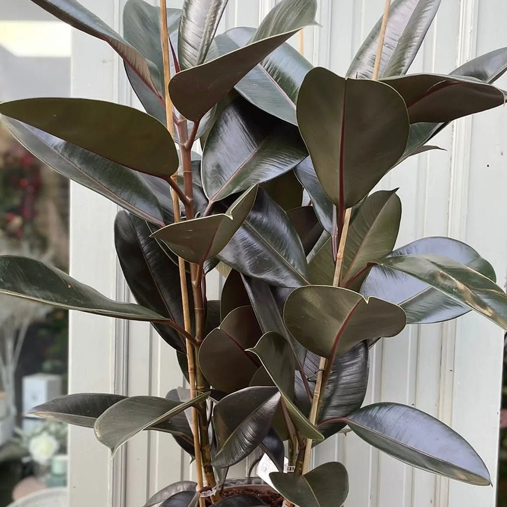 Ficus Abidjan - 110 cm