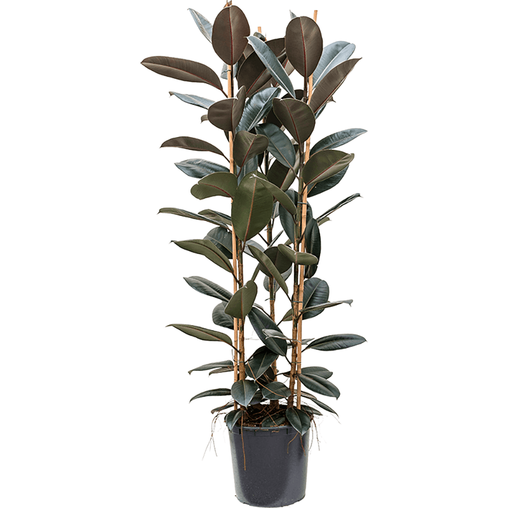 Ficus Abidjan - 160 cm