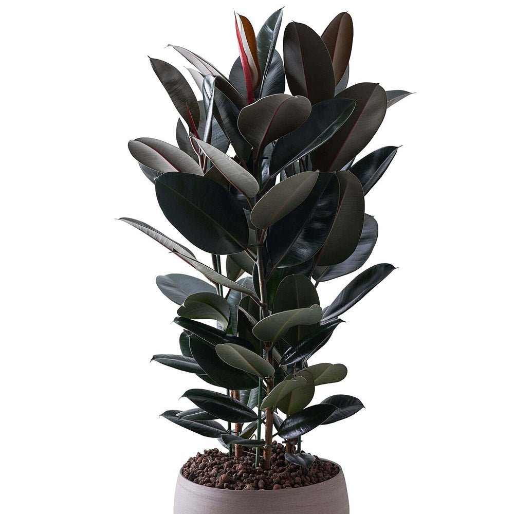 Ficus Abidjan - 95 cm
