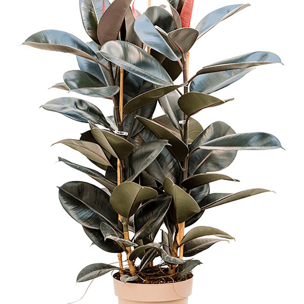 Ficus Abidjan - 95 cm