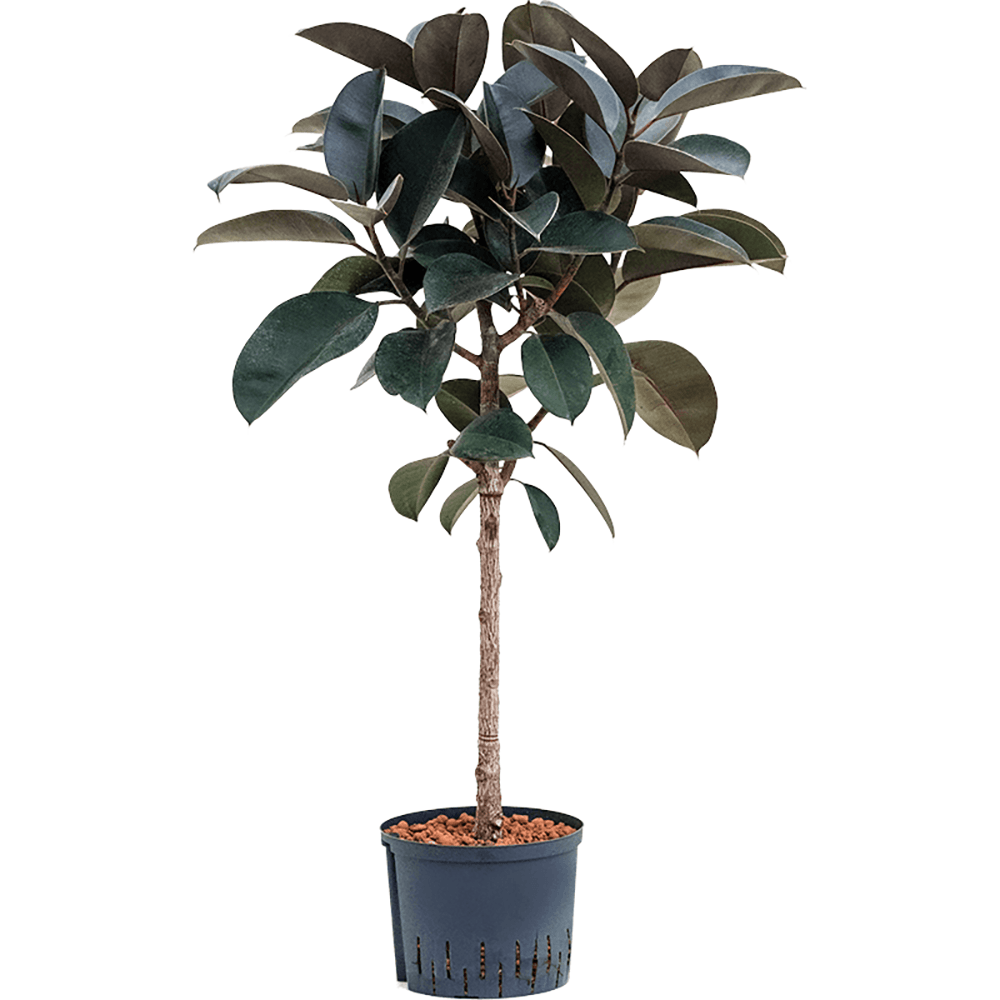 Ficus Abidjan - Tip Copac - 130 cm