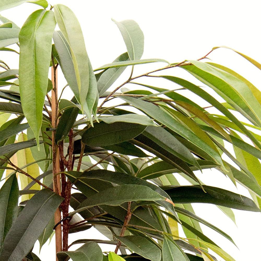 Ficus Amstel King - Tufa 100 cm