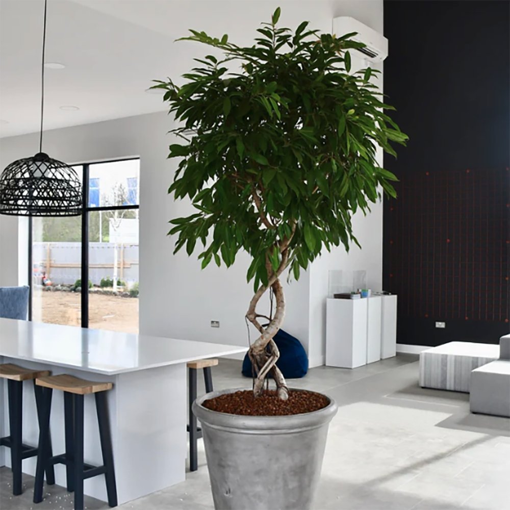 Ficus Amstel King - Tip Copac cu Tulpina impletita - 135 cm