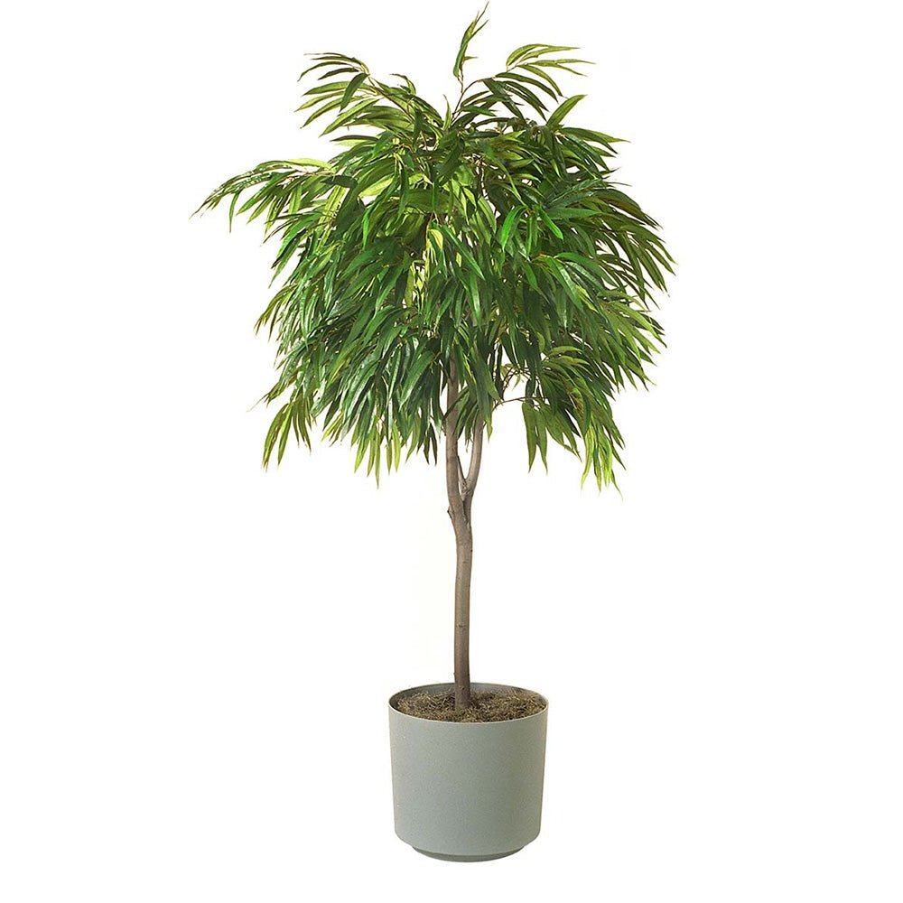 Ficus Amstel King - Tip Copac cu Tulpina impletita - 135 cm