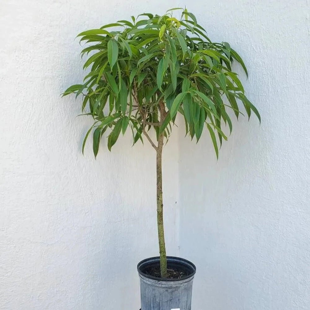 Ficus Amstel King - Tip Copac cu Tulpina impletita - 135 cm