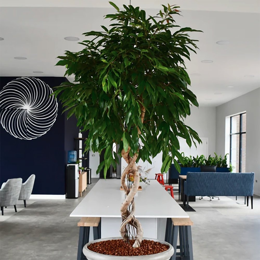 Ficus Amstel King - Tip Copac cu Tulpina impletita - 135 cm