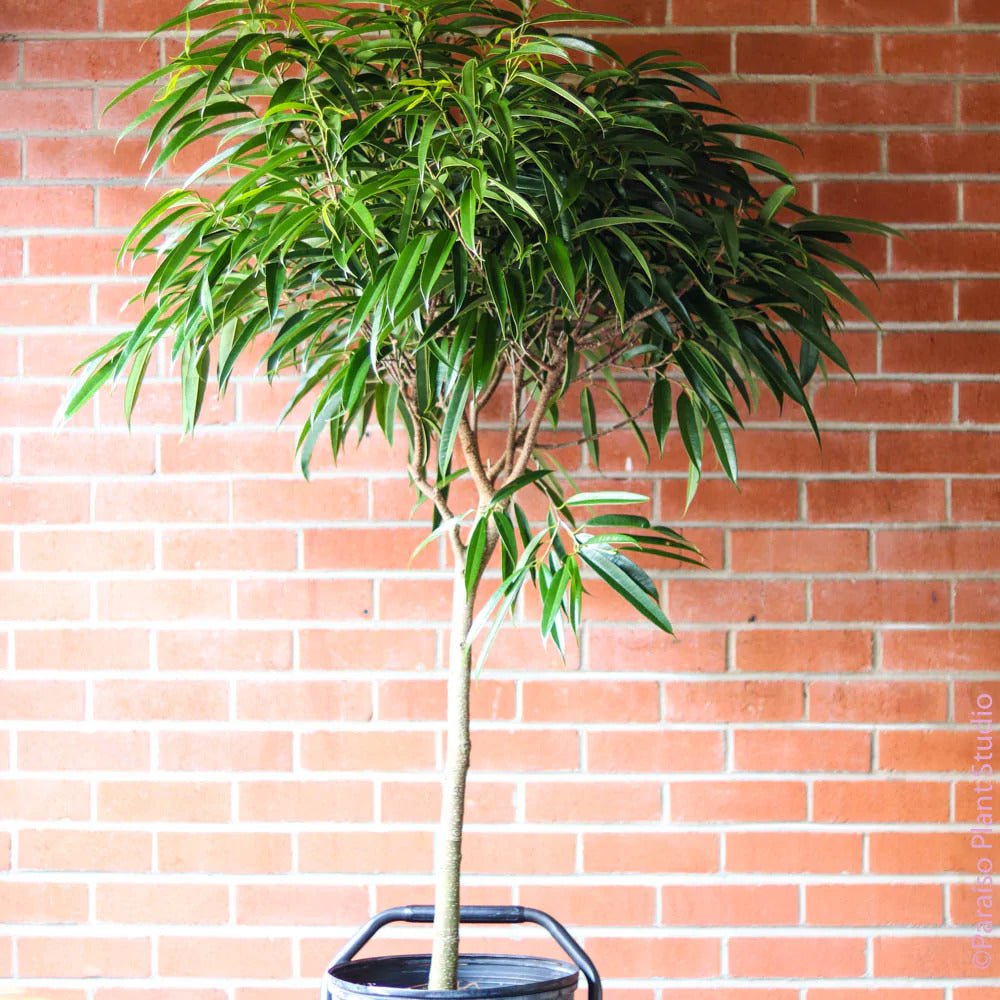 Ficus Amstel King - Tip Copac cu Tulpina impletita - 135 cm