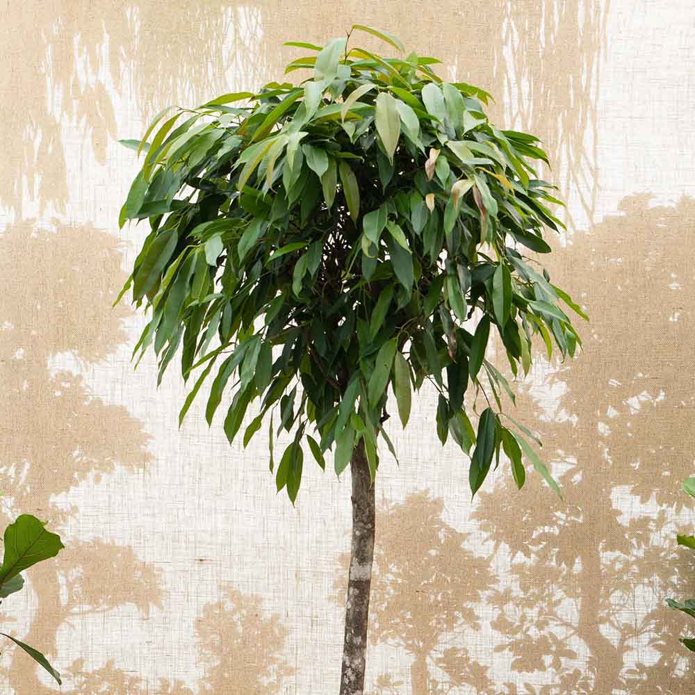 Ficus Amstel King - Tip Copac cu Tulpina impletita - 140 cm