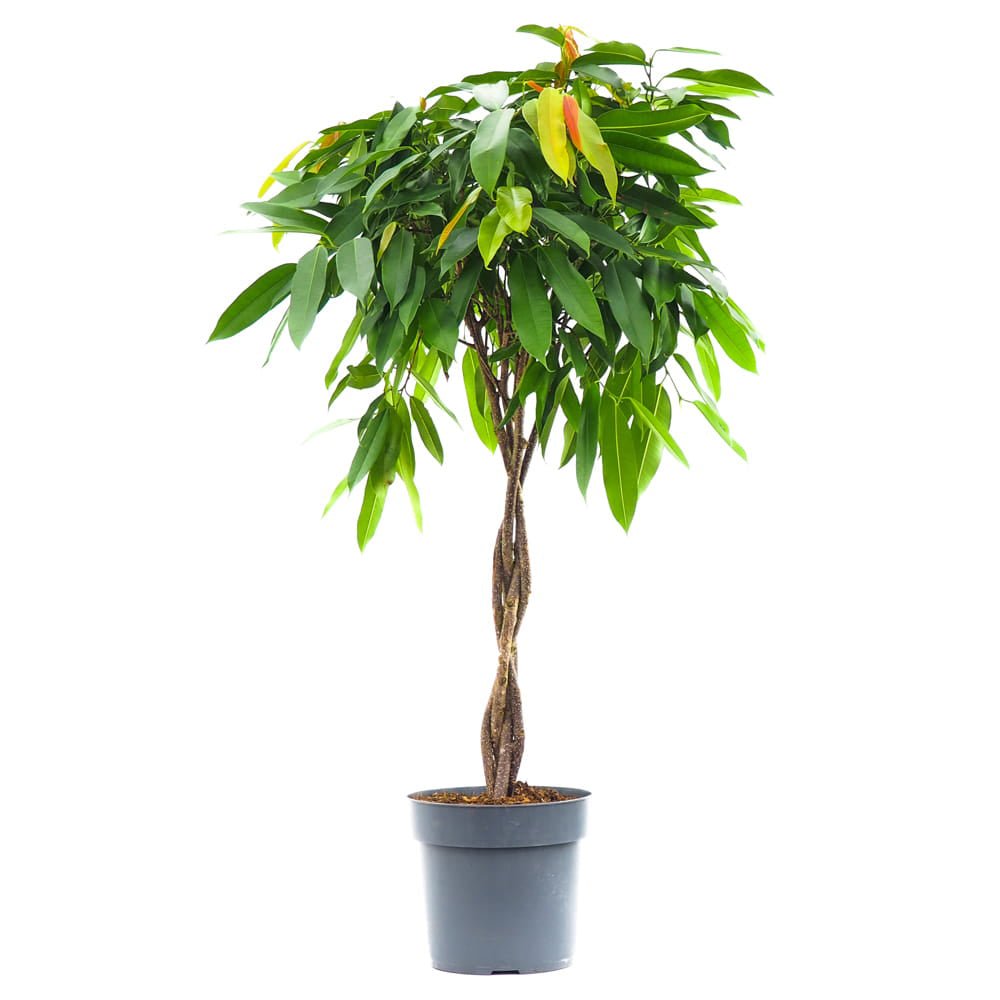 Ficus Amstel King - Tip Copac cu Tulpina impletita - 140 cm