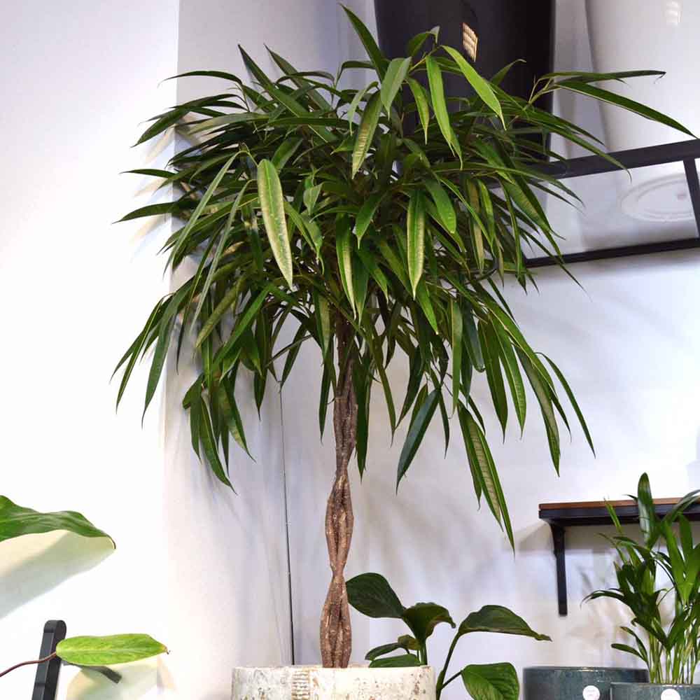 Ficus Amstel King - Tip Copac cu Tulpina impletita - 140 cm