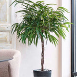 Ficus Amstel King - Tip Copac cu Tulpina impletita - 140 cm - VERDENA-140 cm inaltime, livrat in ghiveci de 9 l