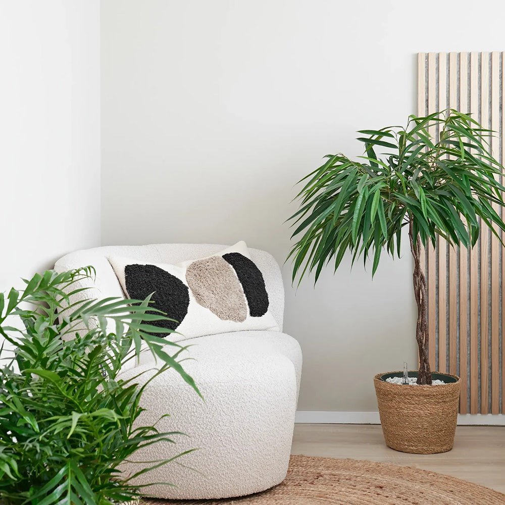 Ficus Amstel King, Tip Copac cu Tulpina impletita - 130 cm