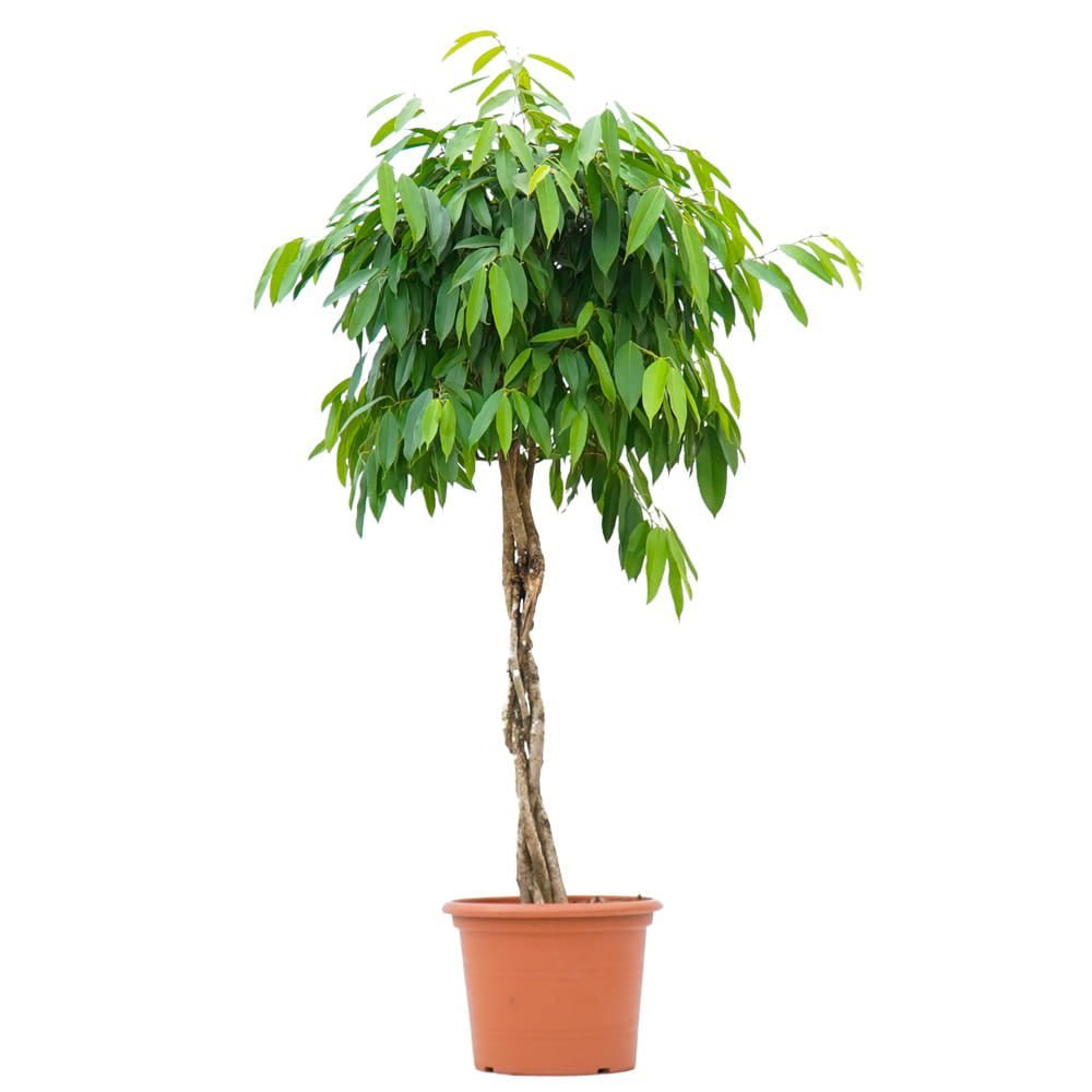Ficus Amstel King - Tip Copac cu Tulpina impletita - 250 cm