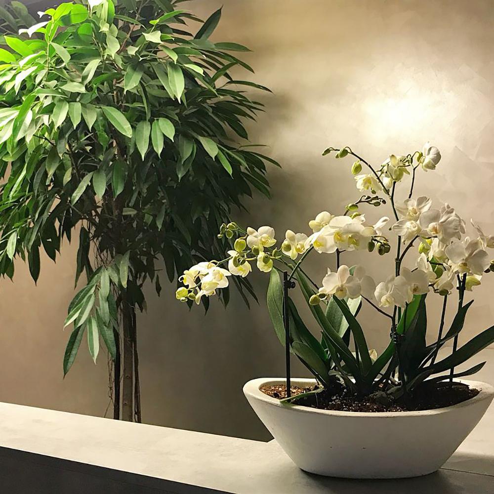 Ficus Amstel King - Tip Copac cu Tulpina impletita - 250 cm