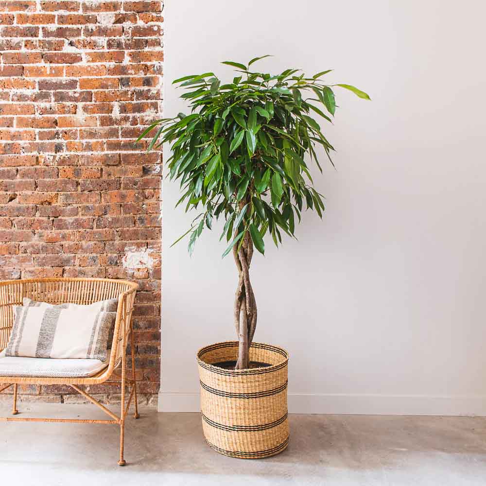 Ficus Amstel King - Tip Copac cu Tulpina impletita - 250 cm