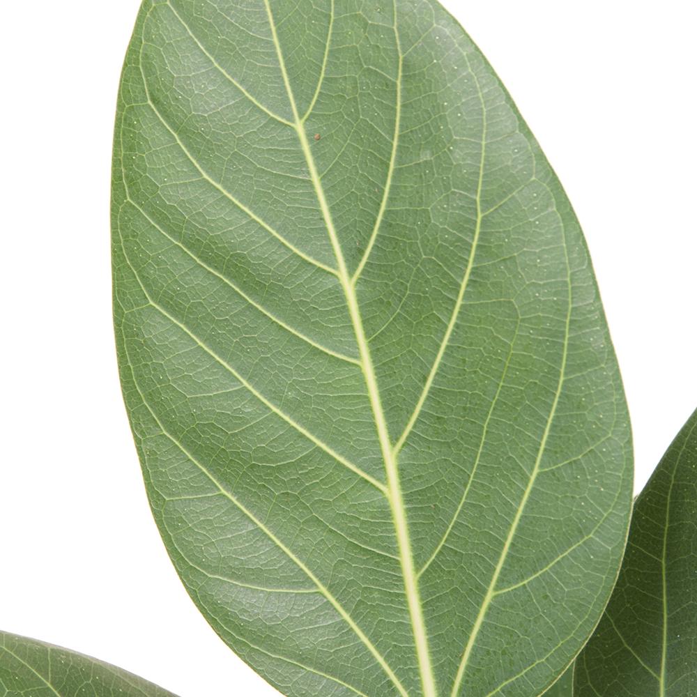 Ficus Audrey - Tip Copac cu Tulpina impletita - 110 cm