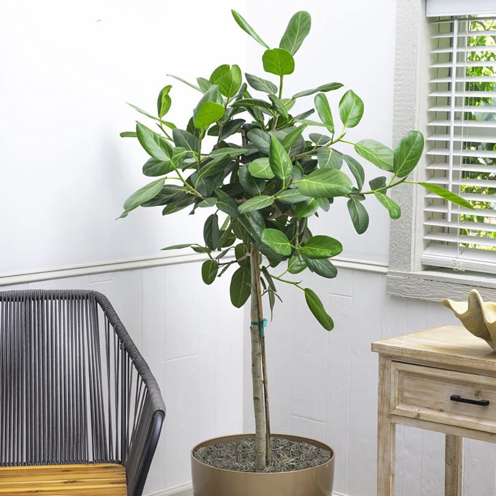 Ficus Audrey - Tip Copac cu Tulpina impletita - 95 cm