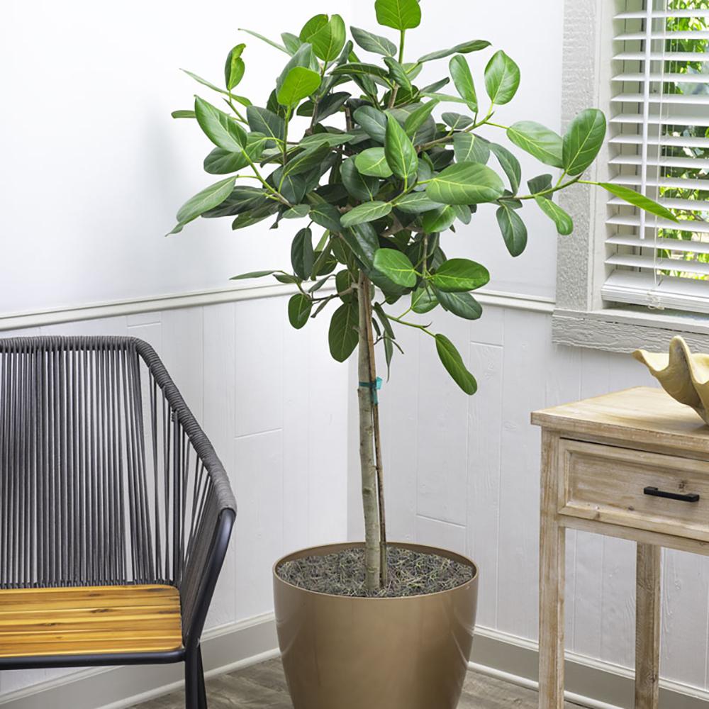 Ficus Audrey - Tip Copac cu Tulpina impletita - 95 cm