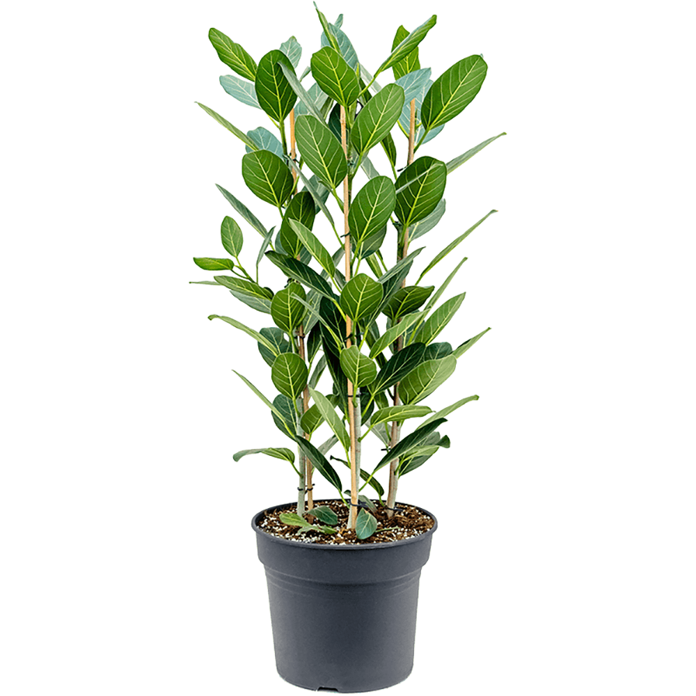 Ficus Audrey - 140 cm