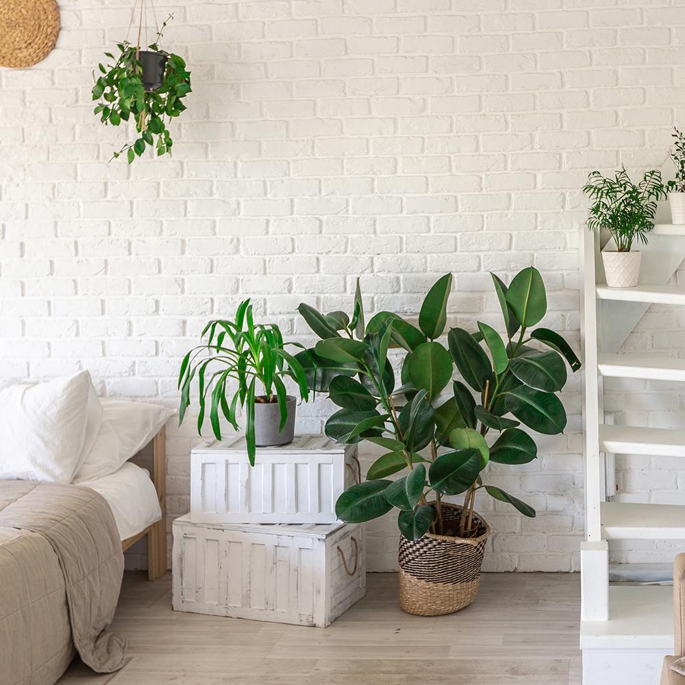 Ficus Audrey - Tip Copac cu Tulpina impletita - 150 cm