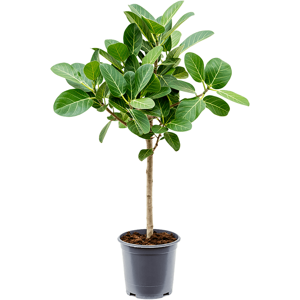 Ficus Audrey - Tip Copac cu Tulpina impletita - 150 cm