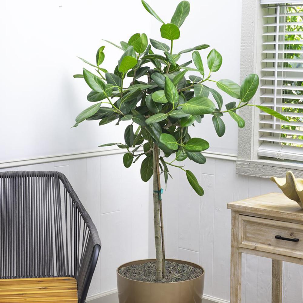 Ficus Audrey - Tip Copac cu Tulpina impletita - 150 cm