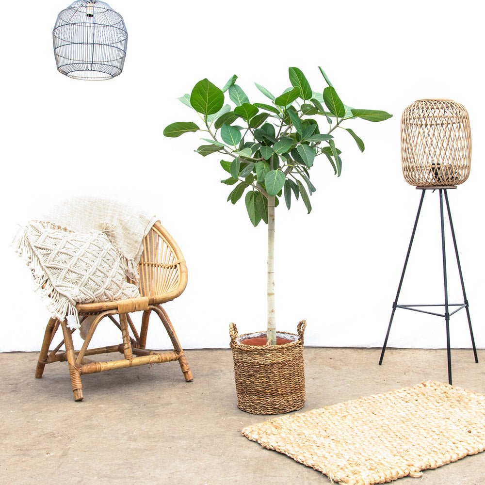 Ficus Audrey - Tip Copac cu Tulpina impletita - 110 cm