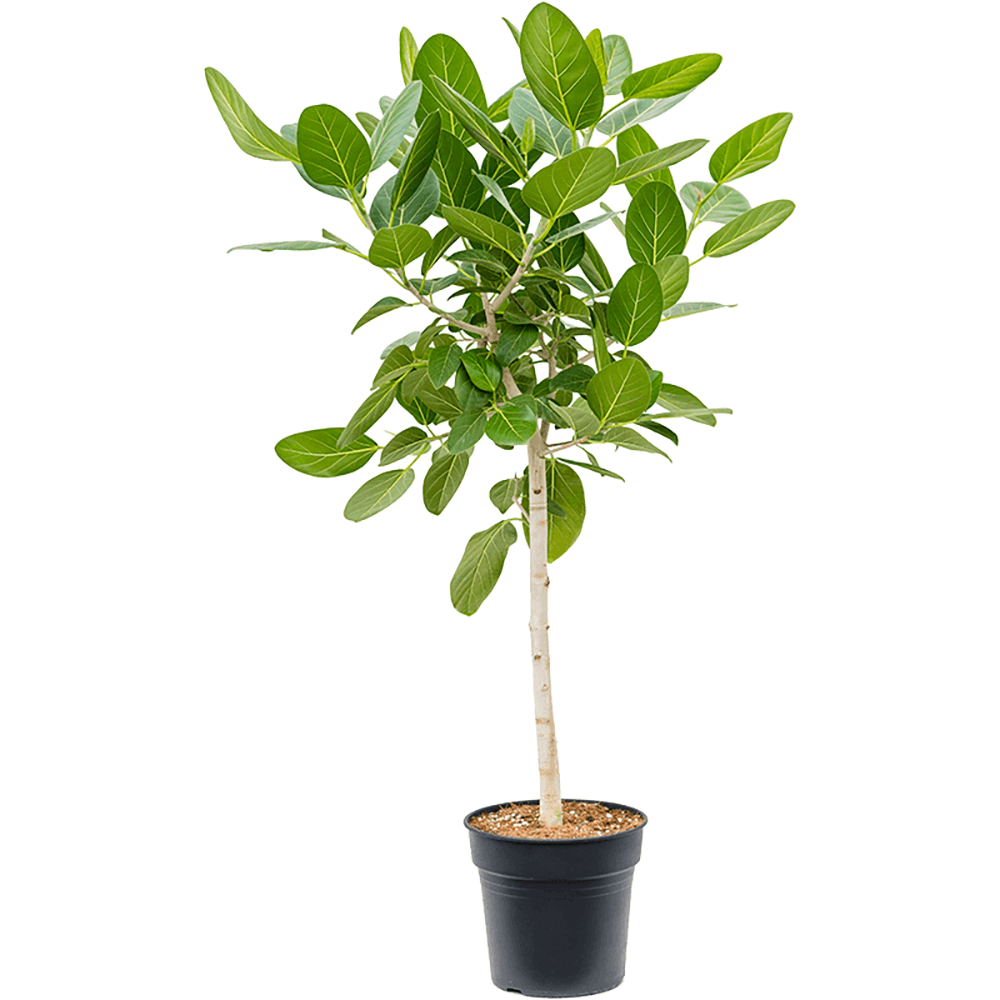 Ficus Audrey - Tip Copac cu Tulpina impletita - 130 cm