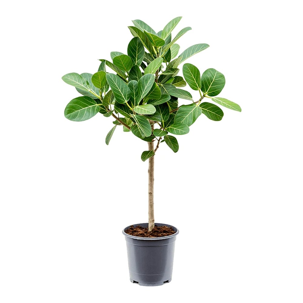 Ficus Audrey - Tip Copac cu Tulpina impletita - 120-130 cm