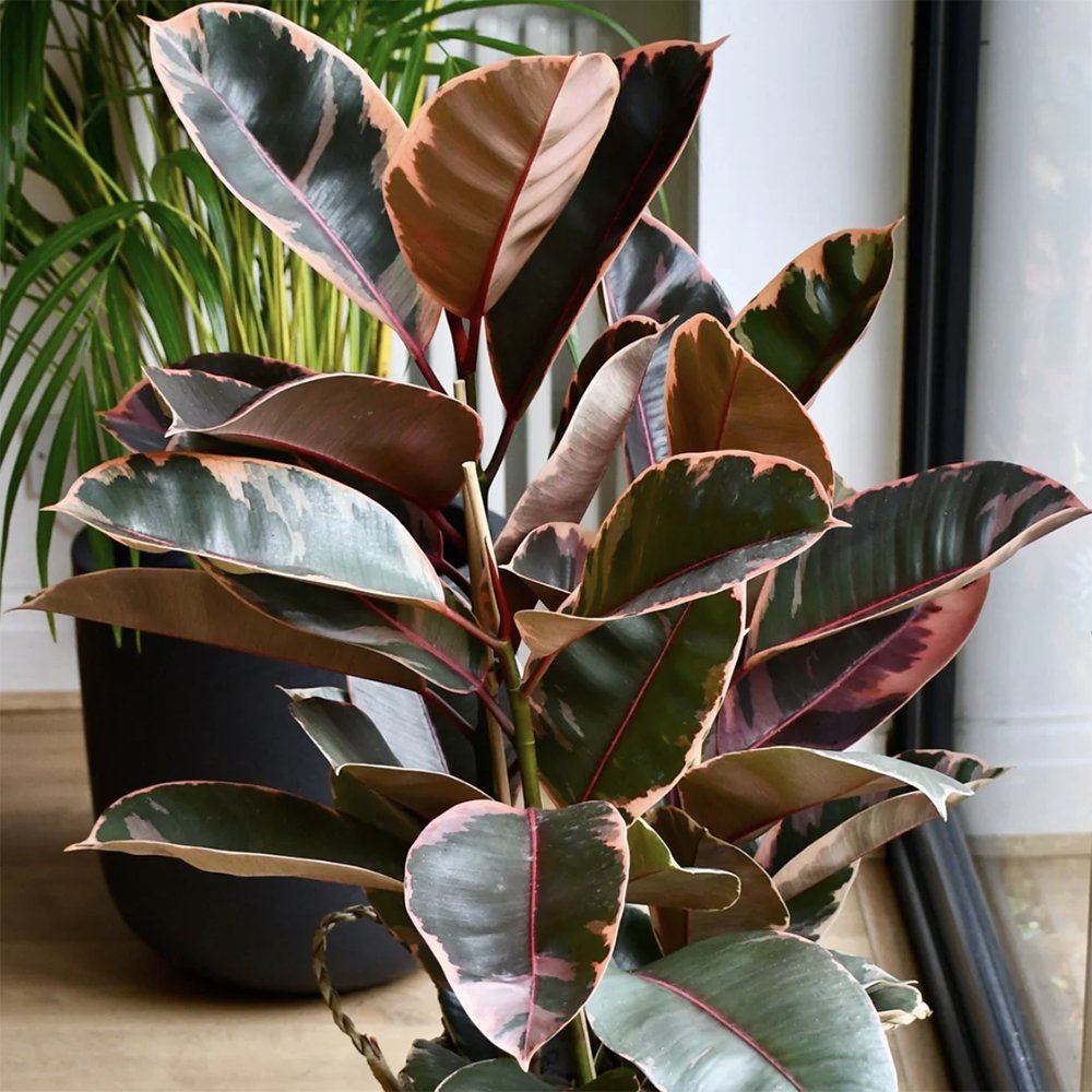 Ficus elastica Belize - 100 cm