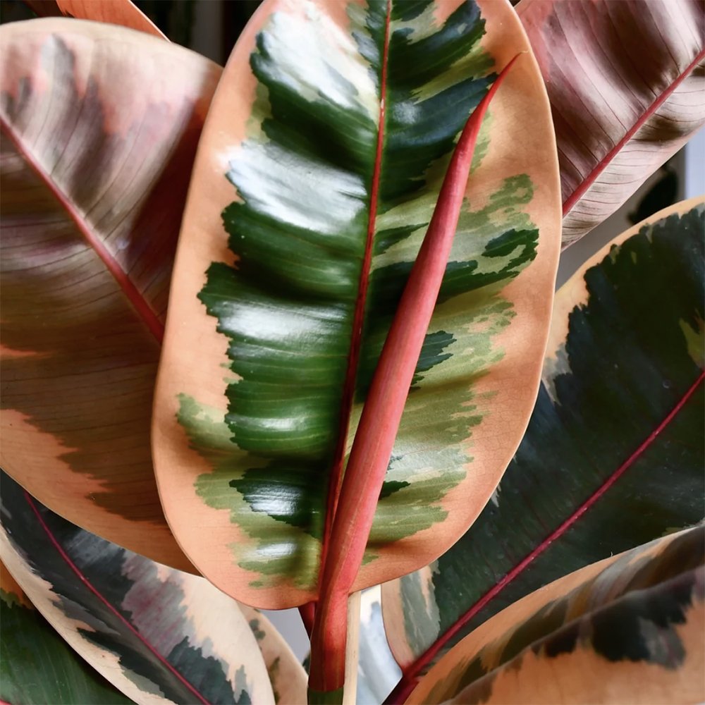 Ficus elastica Belize - 100 cm