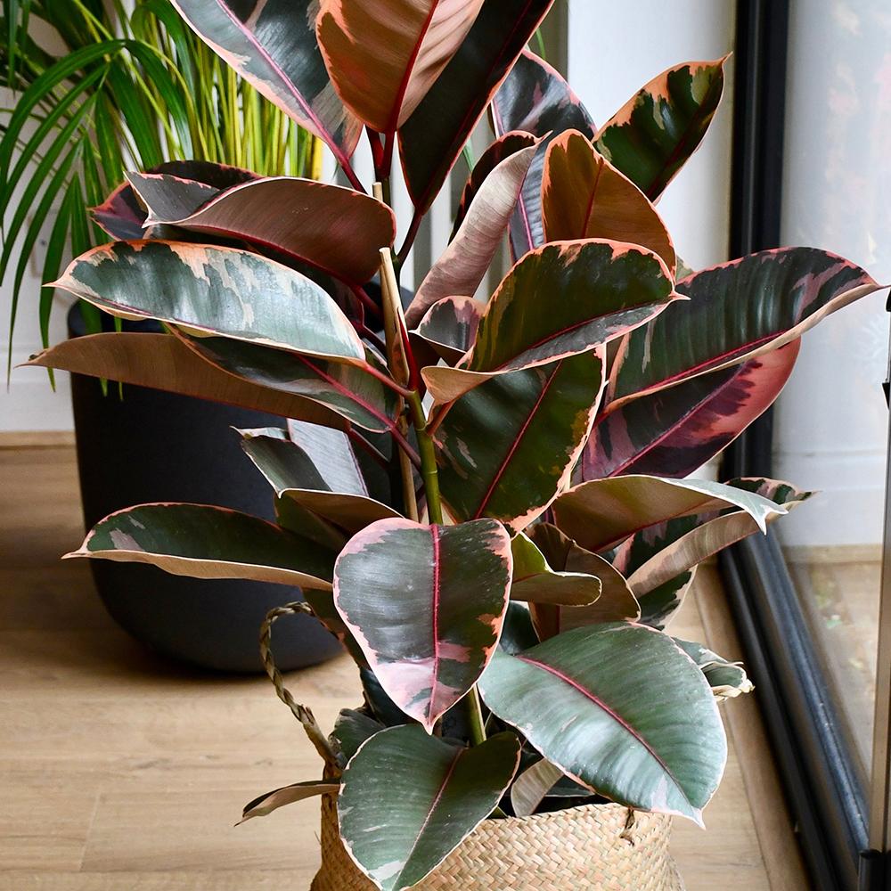 Ficus elastica Belize - 100 cm