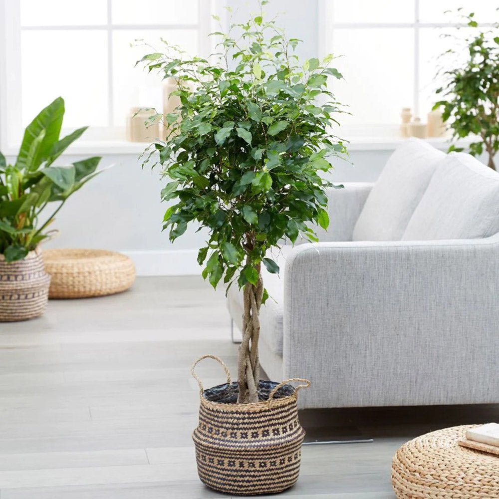 Ficus Benjamina Exotica - Tip Copac cu Tulpina impletita - 110 cm