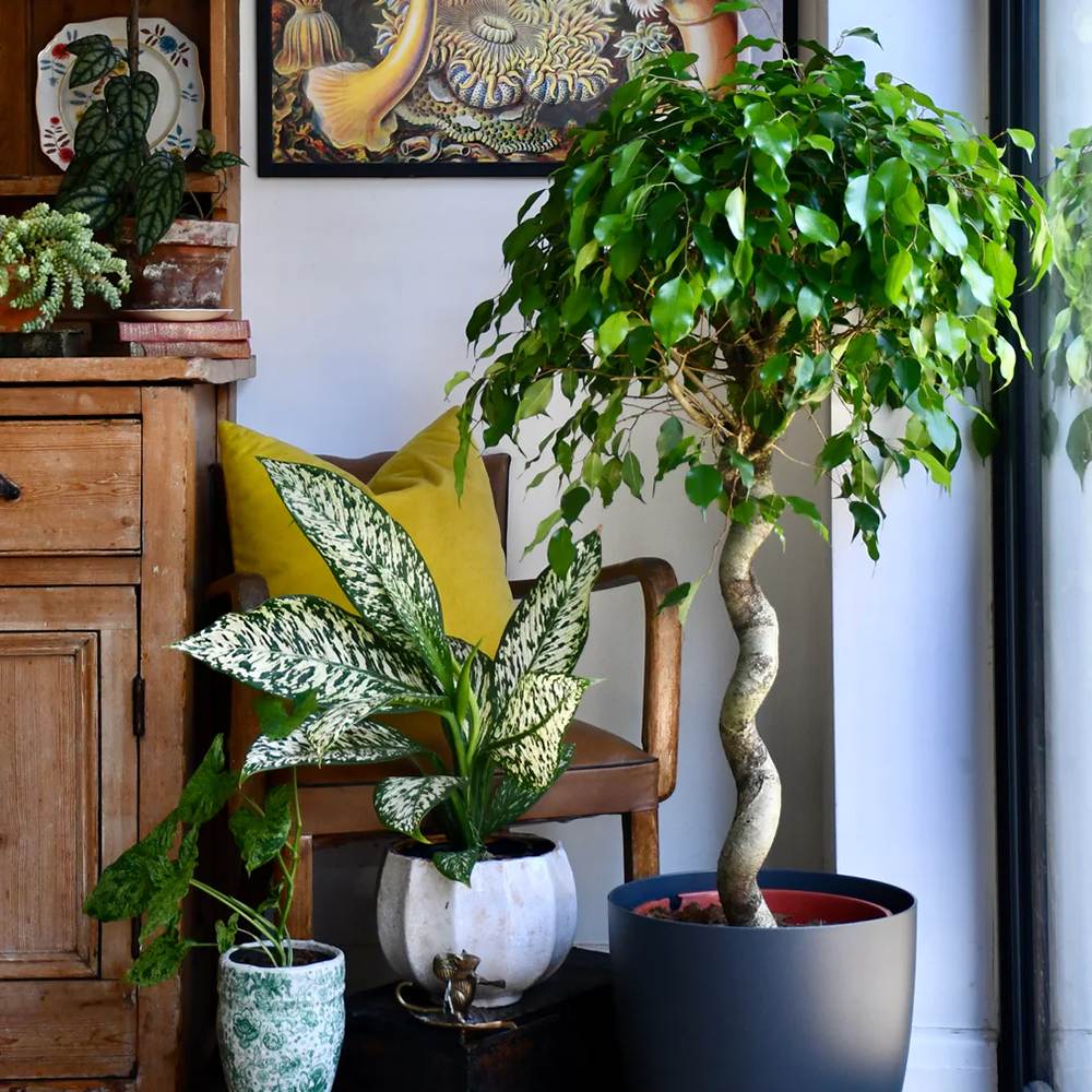 Ficus Benjamina Exotica - Tip Copac cu Tulpina impletita - 110 cm