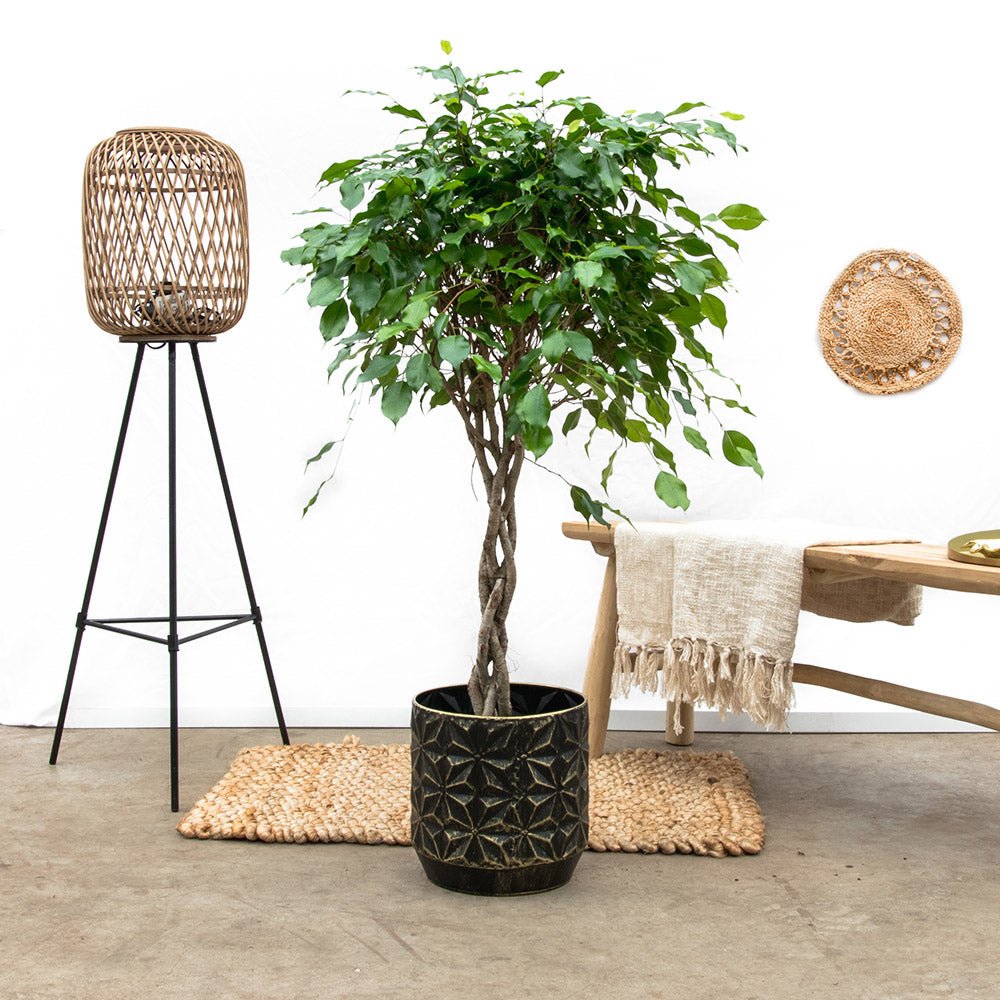Ficus Benjamina Exotica - Tip Copac cu Tulpina impletita - 110 cm