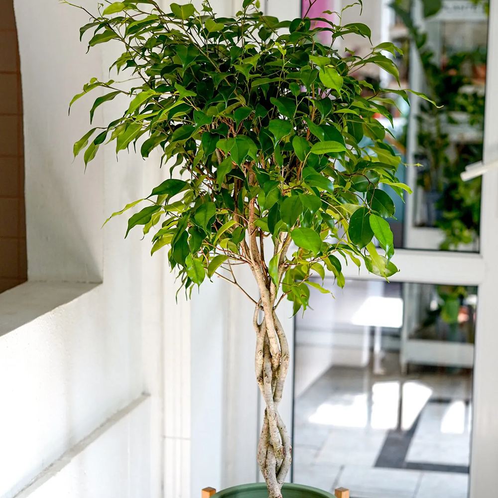 Ficus Benjamina - Tip Copac cu Tulpina impletita - 100 cm