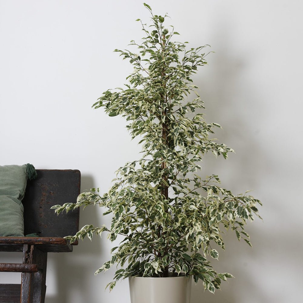 Ficus benjamina 'Twilight' - 90-100 cm