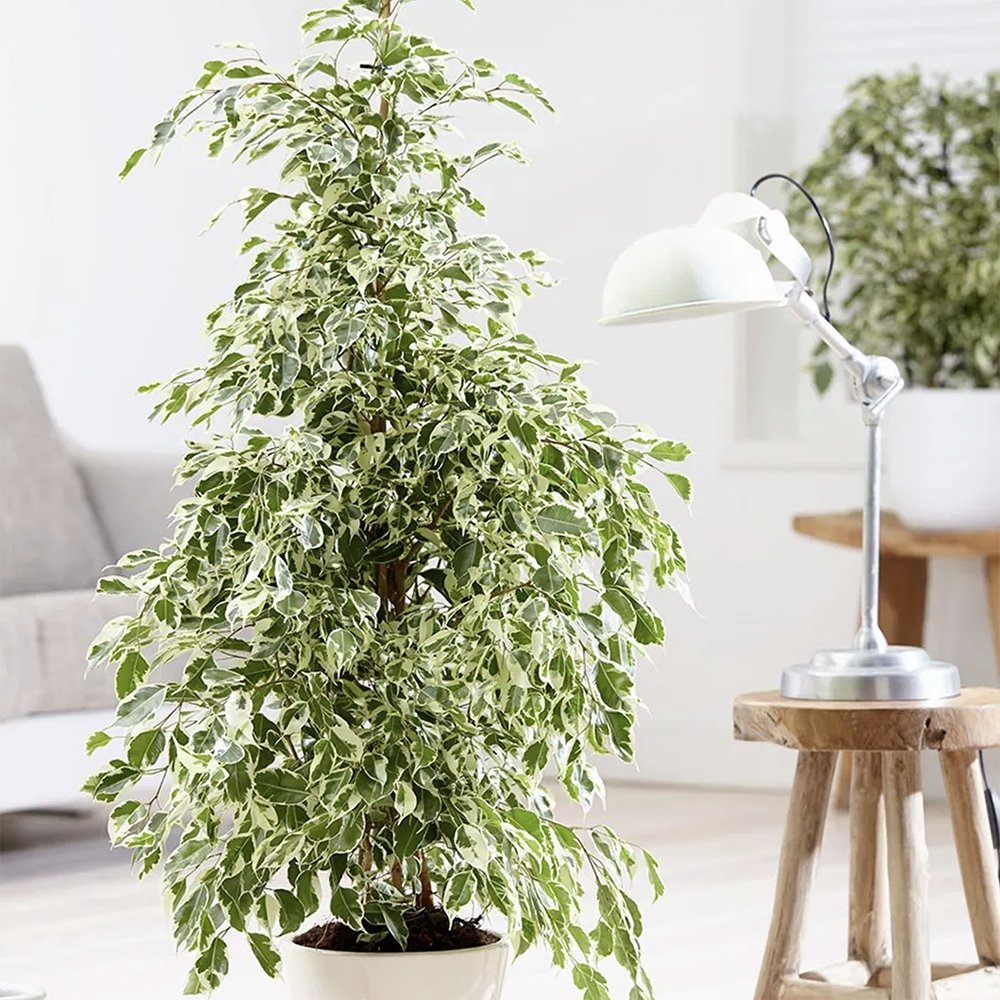 Ficus benjamina 'Twilight' - 90-100 cm
