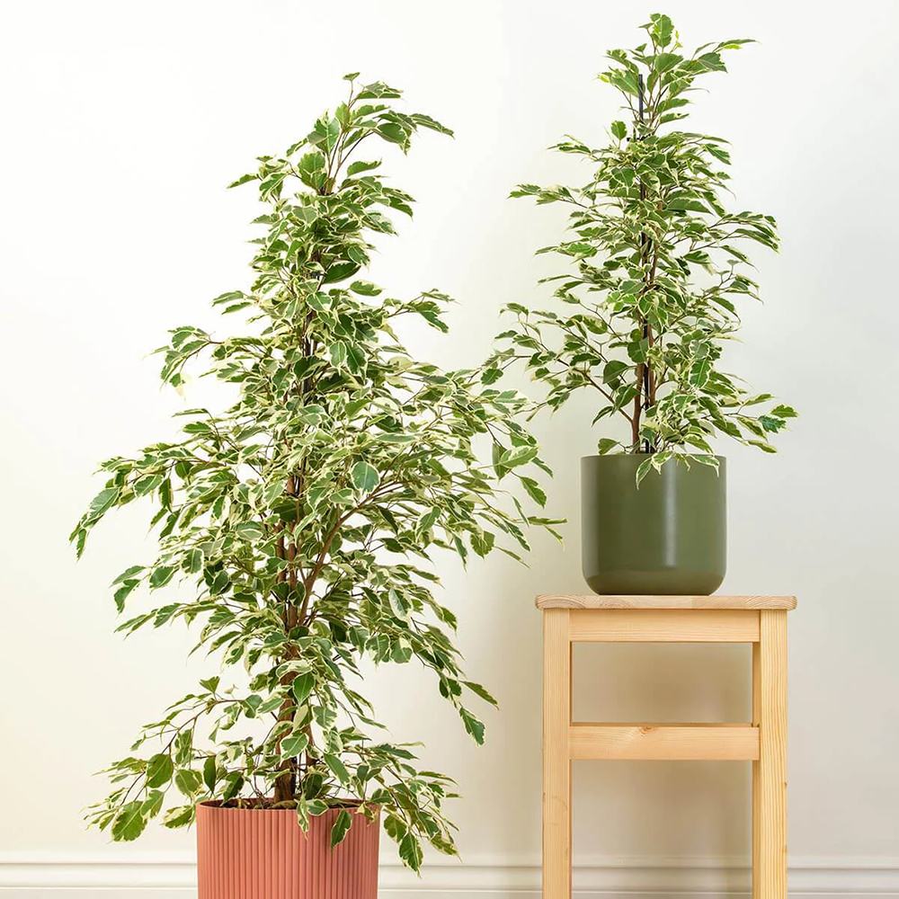 Ficus benjamina 'Twilight' - 90-100 cm