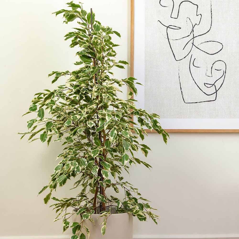 Ficus benjamina 'Twilight' - 90-100 cm