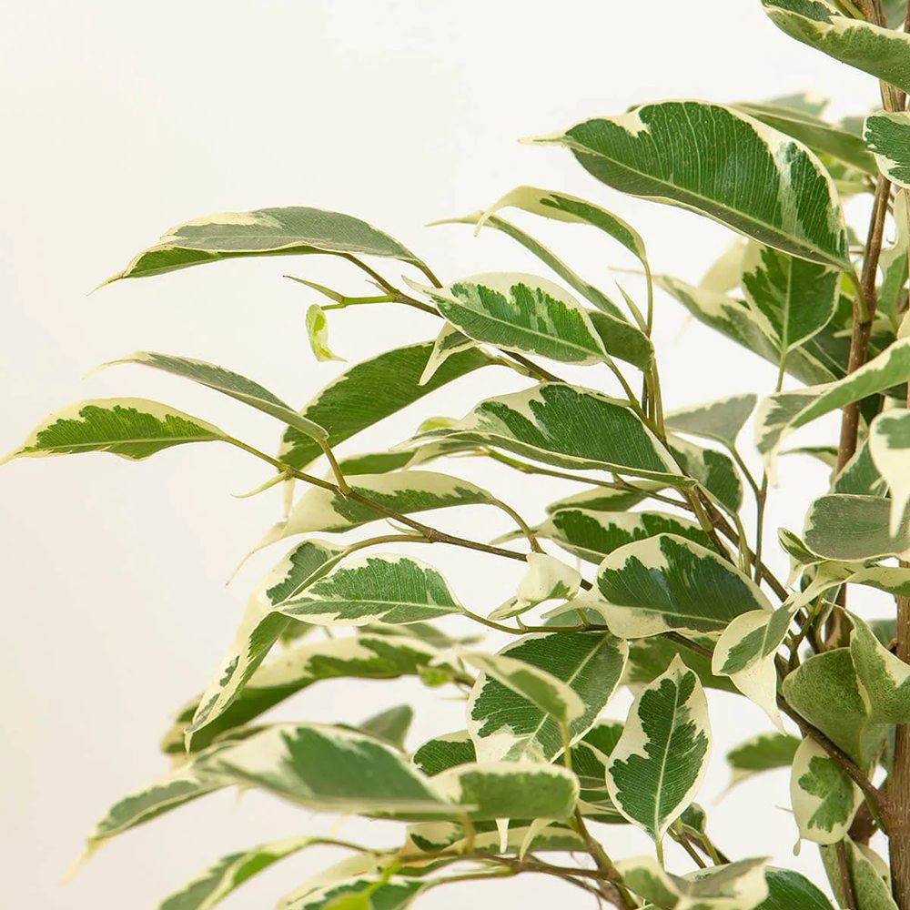 Ficus benjamina 'Twilight' - 90-100 cm