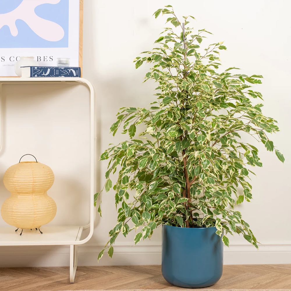 Ficus benjamina 'Twilight' - 90-100 cm